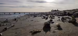 Feriendomizile - Urlaub mit Hund auf Usedom