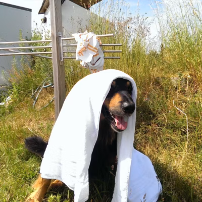 Urlaub mit Hund auf Usedom